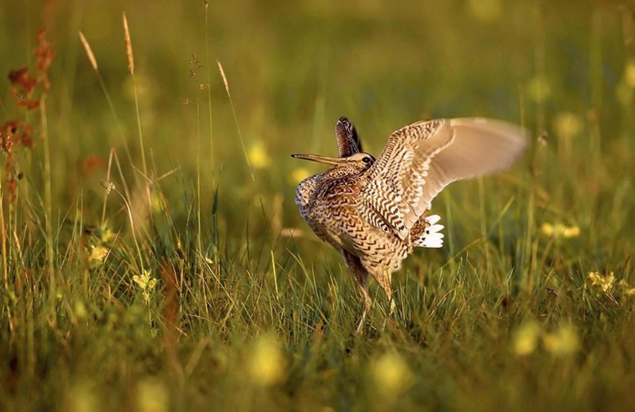 Agroturystyka Carski Trakt Wizna Exterior foto